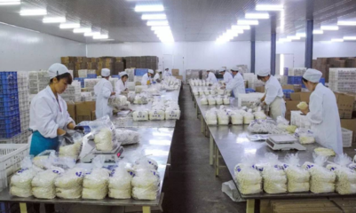 众兴菌业净利润亏损1800-2100万元 由盈转亏背后技术推广的挑战与反思